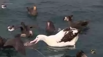 Free download Masters of the southern seas - an introduction to some birds of the southern ocean video and edit with RedcoolMedia movie maker MovieStudio video editor online and AudioStudio audio editor onlin