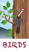 Free download Matthew Giffin: Birds video and edit with RedcoolMedia movie maker MovieStudio video editor online and AudioStudio audio editor onlin