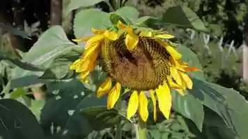 Free download Mature Sunflower Stock Video video and edit with RedcoolMedia movie maker MovieStudio video editor online and AudioStudio audio editor onlin