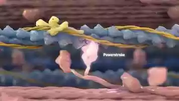 Free download Medical Animation by AXS Studio: Heart Failure; Sarcomere video and edit with RedcoolMedia movie maker MovieStudio video editor online and AudioStudio audio editor onlin