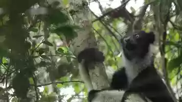 Free download Meet the Indri (in Malagasy) video and edit with RedcoolMedia movie maker MovieStudio video editor online and AudioStudio audio editor onlin