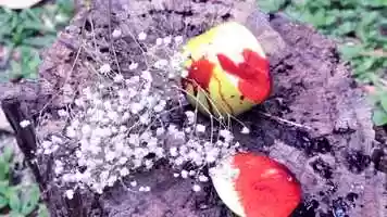 Free download MELA video and edit with RedcoolMedia movie maker MovieStudio video editor online and AudioStudio audio editor onlin