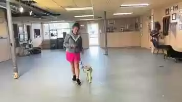 Free download Milo; Yellow Lab Update video and edit with RedcoolMedia movie maker MovieStudio video editor online and AudioStudio audio editor onlin