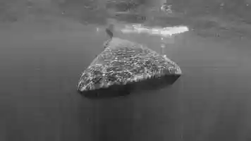 Free download Misadventures With A Whale Shark video and edit with RedcoolMedia movie maker MovieStudio video editor online and AudioStudio audio editor onlin
