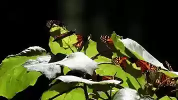 Free download Monarchs of Cape May_TRAILER video and edit with RedcoolMedia movie maker MovieStudio video editor online and AudioStudio audio editor onlin