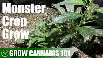 Free download Monster Cropping a Plant From Clone to Harvest video and edit with RedcoolMedia movie maker MovieStudio video editor online and AudioStudio audio editor onlin