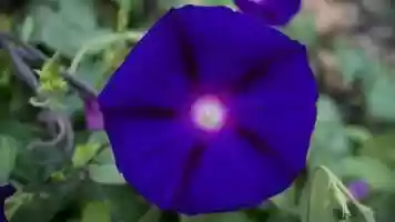 Free download Morning Glory video and edit with RedcoolMedia movie maker MovieStudio video editor online and AudioStudio audio editor onlin