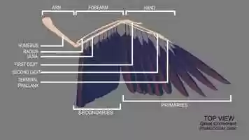 Free download Morpho study : Birds wing video and edit with RedcoolMedia movie maker MovieStudio video editor online and AudioStudio audio editor onlin