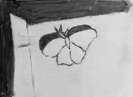 Free download moth animation on wood video and edit with RedcoolMedia movie maker MovieStudio video editor online and AudioStudio audio editor onlin