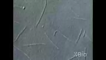Free download Movement of microtubules along a glass surface video and edit with RedcoolMedia movie maker MovieStudio video editor online and AudioStudio audio editor onlin