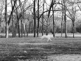 Free download Movement: Skink Dream video and edit with RedcoolMedia movie maker MovieStudio video editor online and AudioStudio audio editor onlin