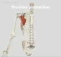 Free download Movements produced by the chest muscles video and edit with RedcoolMedia movie maker MovieStudio video editor online and AudioStudio audio editor onlin