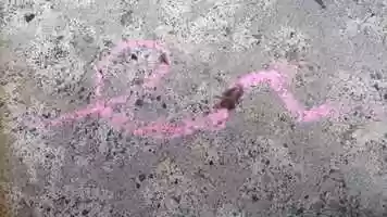 Free download Movement Through Feathers- short stop motion video and edit with RedcoolMedia movie maker MovieStudio video editor online and AudioStudio audio editor onlin