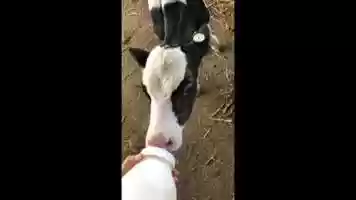 Free download Mr.Brown Can Moo MinoaStoryTime video and edit with RedcoolMedia movie maker MovieStudio video editor online and AudioStudio audio editor onlin