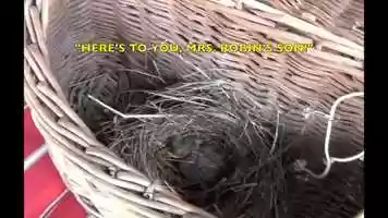 Free download Mrs. Robins Son video and edit with RedcoolMedia movie maker MovieStudio video editor online and AudioStudio audio editor onlin