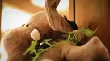 Free download Mundo Animal video and edit with RedcoolMedia MovieStudio video editor online and AudioStudio audio editor onlin