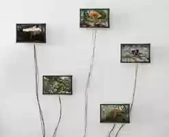 Free download Mushrooms, 5 channel video collection video and edit with RedcoolMedia movie maker MovieStudio video editor online and AudioStudio audio editor onlin