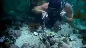 Free download My Octopus Teacher trailer video and edit with RedcoolMedia movie maker MovieStudio video editor online and AudioStudio audio editor onlin