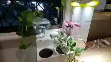 Free download My plants are loving it! video and edit with RedcoolMedia movie maker MovieStudio video editor online and AudioStudio audio editor onlin