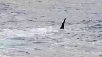 Free download National Geographic - Secrets of The Whales live at National Sawdust video and edit with RedcoolMedia movie maker MovieStudio video editor online and AudioStudio audio editor onlin