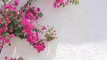 Free download Nature-bougainvillea_Master_Music video and edit with RedcoolMedia movie maker MovieStudio video editor online and AudioStudio audio editor onlin