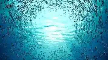 Free download NEW ANIMA TRAILER video and edit with RedcoolMedia movie maker MovieStudio video editor online and AudioStudio audio editor onlin