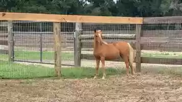 Free download NMotion Starbella (Wa-Full Unique Waylon x Little Kings Arabella Buckeroo) video and edit with RedcoolMedia movie maker MovieStudio video editor online and AudioStudio audio editor onlin