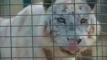 Free download Noahs Arc Animal Sanctuary video and edit with RedcoolMedia movie maker MovieStudio video editor online and AudioStudio audio editor onlin