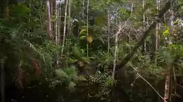 Free download Non-intrusive and lower cost way against one of the main environmental problems. Deforestation! video and edit with RedcoolMedia movie maker MovieStudio video editor online and AudioStudio audio editor onlin