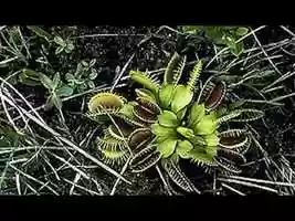 Free download North Carolina Plants video and edit with RedcoolMedia movie maker MovieStudio video editor online and AudioStudio audio editor onlin