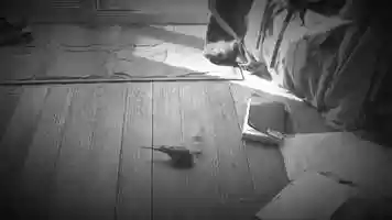 Free download Not so silent Movie video and edit with RedcoolMedia movie maker MovieStudio video editor online and AudioStudio audio editor onlin