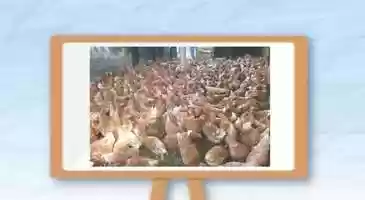Free download objeto de la produccion animal video and edit with RedcoolMedia movie maker MovieStudio video editor online and AudioStudio audio editor onlin