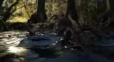 Free download Octopus Splashing video and edit with RedcoolMedia movie maker MovieStudio video editor online and AudioStudio audio editor onlin