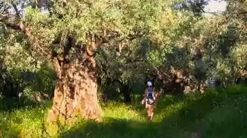 Free download Olive Grove | 20210524.mov video and edit with RedcoolMedia movie maker MovieStudio video editor online and AudioStudio audio editor onlin