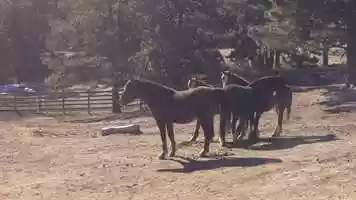 Free download Onaqui Mustangs video and edit with RedcoolMedia movie maker MovieStudio video editor online and AudioStudio audio editor onlin