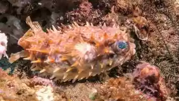 Free download Orbicular Burrfish video and edit with RedcoolMedia movie maker MovieStudio video editor online and AudioStudio audio editor onlin