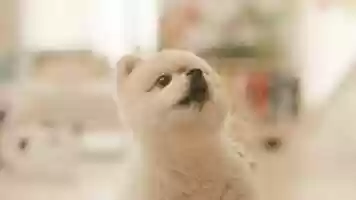 Free download PALOALTO, pH-1 - Mungpal video and edit with RedcoolMedia movie maker MovieStudio video editor online and AudioStudio audio editor onlin