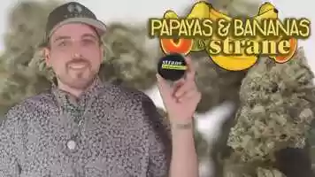 Free download Papaya  Bananas by Strane (Cannabis Review) video and edit with RedcoolMedia movie maker MovieStudio video editor online and AudioStudio audio editor onlin