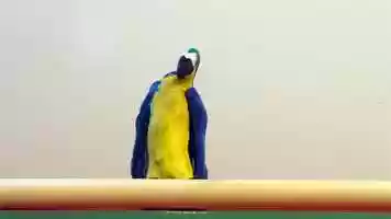 Free download Parrot head banging video and edit with RedcoolMedia movie maker MovieStudio video editor online and AudioStudio audio editor onlin