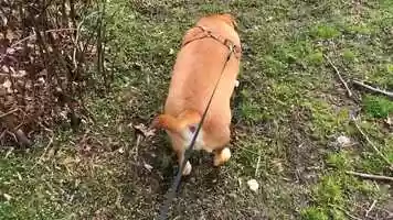 Free download Peart_Quarantine_Film_Challenge video and edit with RedcoolMedia movie maker MovieStudio video editor online and AudioStudio audio editor onlin