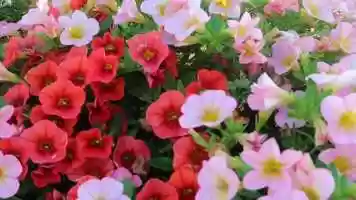 Free download perspective.mov video and edit with RedcoolMedia movie maker MovieStudio video editor online and AudioStudio audio editor onlin