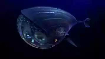 Free download Pinocchios whale video and edit with RedcoolMedia movie maker MovieStudio video editor online and AudioStudio audio editor onlin