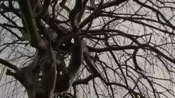 Free download PIPPA video and edit with RedcoolMedia movie maker MovieStudio video editor online and AudioStudio audio editor onlin