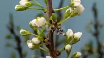 Free download plum-flower-blooming-against-blue-background-in-a-time-lapse-movie-video-id1142846357 video and edit with RedcoolMedia movie maker MovieStudio video editor online and AudioStudio audio editor onlin