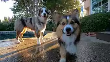 Free download Poppys Summer Vacation video and edit with RedcoolMedia movie maker MovieStudio video editor online and AudioStudio audio editor onlin