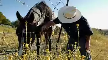 Free download Pops on Horses video and edit with RedcoolMedia movie maker MovieStudio video editor online and AudioStudio audio editor onlin