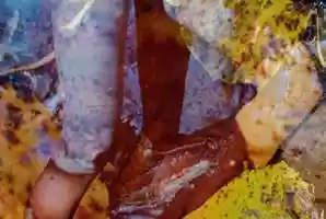 Free download Porous (excerpt) video and edit with RedcoolMedia movie maker MovieStudio video editor online and AudioStudio audio editor onlin