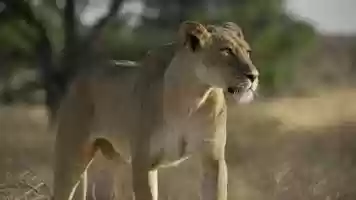 Free download Proaim Cinema Airwave Vibration Isolator Arm for Ronin _ Movi Camera Gimbals _ Features + Test Shots.mp4 video and edit with RedcoolMedia movie maker MovieStudio video editor online and AudioStudio audio editor onlin