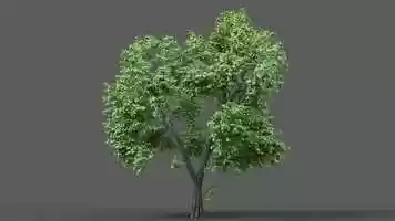 Free download Procedural animation of sugar maple growing video and edit with RedcoolMedia movie maker MovieStudio video editor online and AudioStudio audio editor onlin