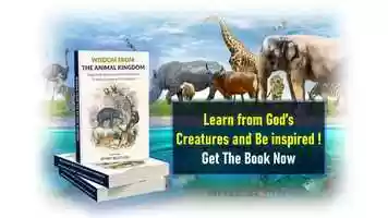 Free download PROMO BOOK Birds Video Music video and edit with RedcoolMedia movie maker MovieStudio video editor online and AudioStudio audio editor onlin